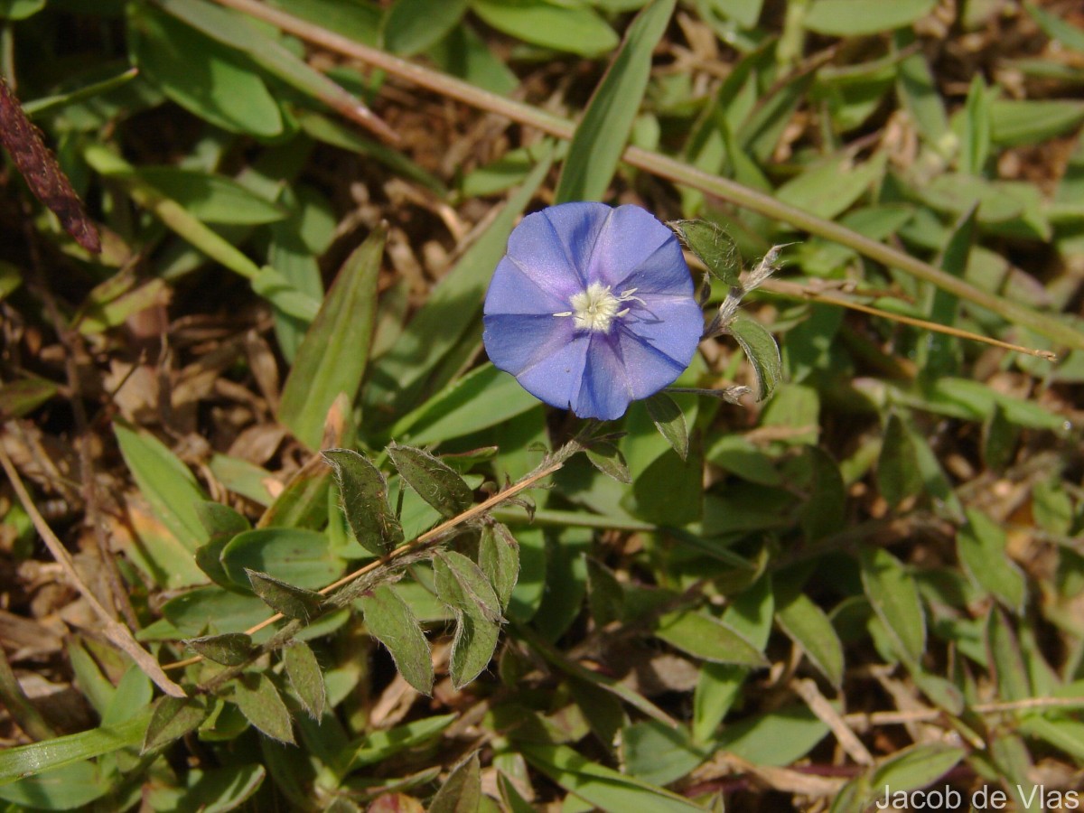 Evolvulus alsinoides (L.) L.